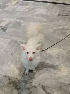 female japanese spitz