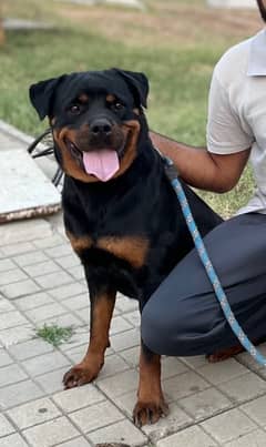 Outclass Rottweiler female