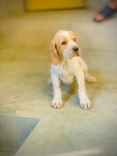 English pointer High Quality Female