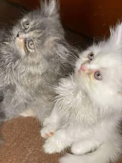 Persian kittens | triple Coated | Punch Face | 0303-4149495