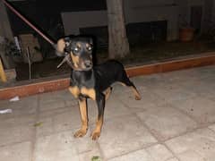 Outclass Doberman Female puppy