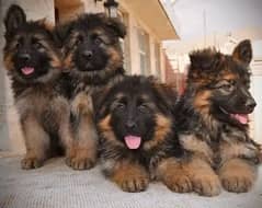 Garman shepherd puppies for sale 03287576736 call wahtasp