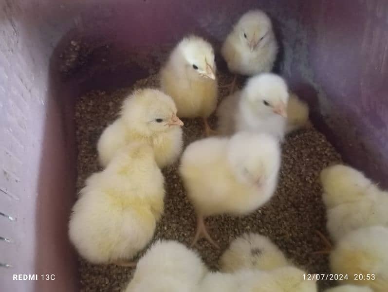 Lohman white LSL Breed chicks available for booking 3