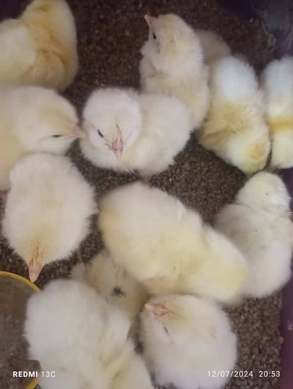 Lohman white LSL Breed chicks available for booking 4