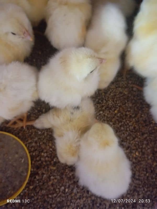 Lohman white LSL Breed chicks available for booking 5