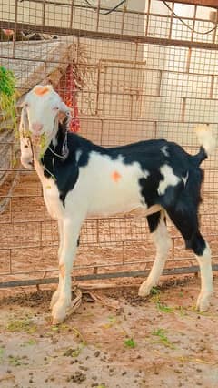 RAJANPURI GULABI ABLUCK & Tedda For sale