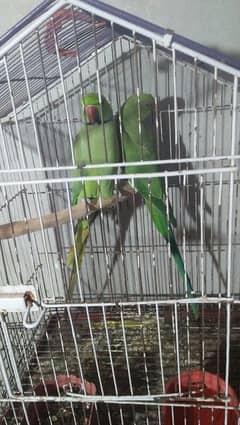 breeder pair 03127093372