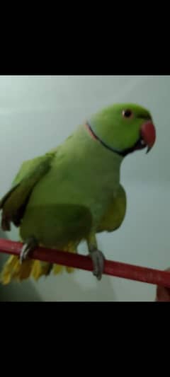 ringneck hand tame parrat