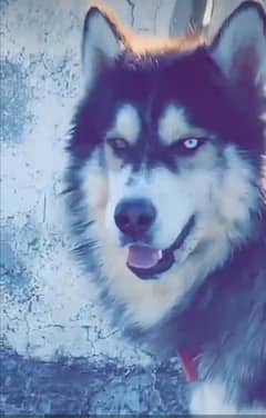 siberian husky whooly coat  odd eyes male age 16month