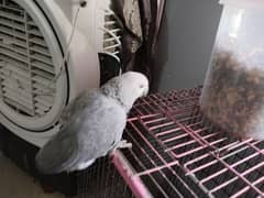 grey parrot