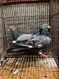 breed pair for sale