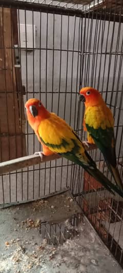 Sunconiur pair, gouldian, bengalies pairs