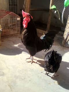 Andy dene wali Australorp for sell