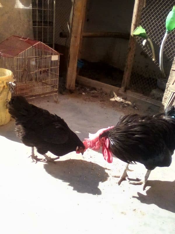 Andy dene wali Australorp for sell 1