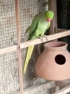 Green parrot