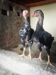 Aseel German O Shamo pair available