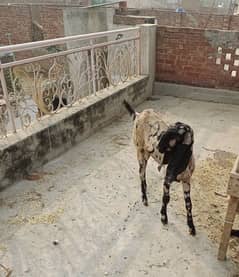 shera beetal bakri for sale whatsapp number 03008000311