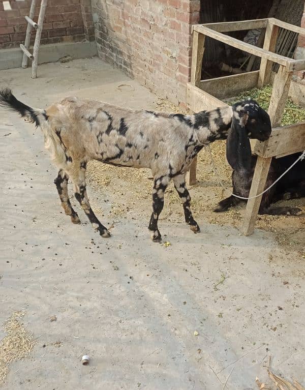 shera beetal bakri for sale whatsapp number 03008000311 1