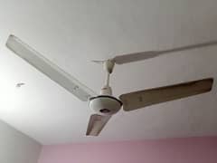 AC Royal Fans for Sale