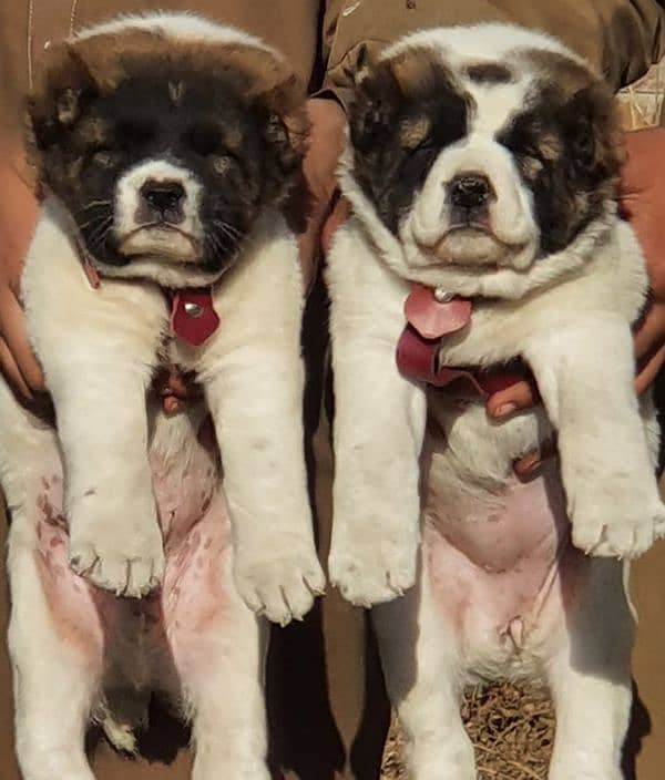 king alabai pair dog Male and female age 2month for sale 1