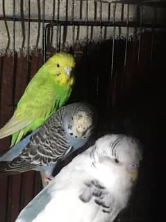 Healthy breeder budgies for sale.