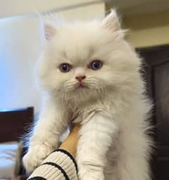 Blue Eyed White Persian Kitten Cat