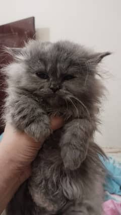 punch face gry female kitten 03234102419