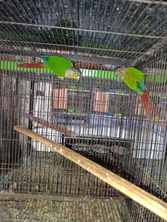 Green Cheek / Pineapple Conure