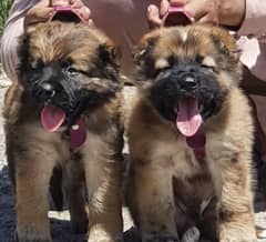 kurdish Kangal dog pair 2 months for sale security dog