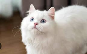 white Persian cat with blue eyes urgent sale