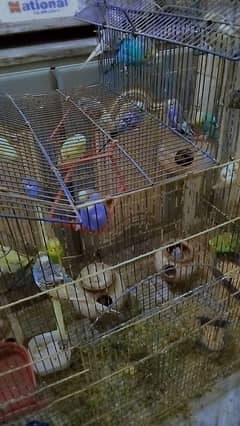 Australian Parrot with cage for sell.