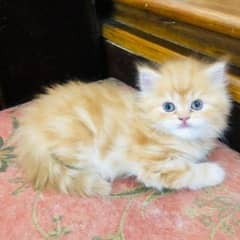 Golden Persian kitten green eyes