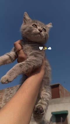 Persian kitten