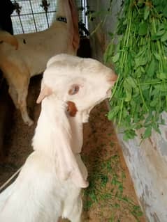 Gulabi Bakra for sale