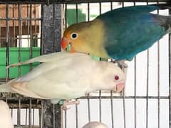 top quality breeder and ready to breed parblue, Violet opaline