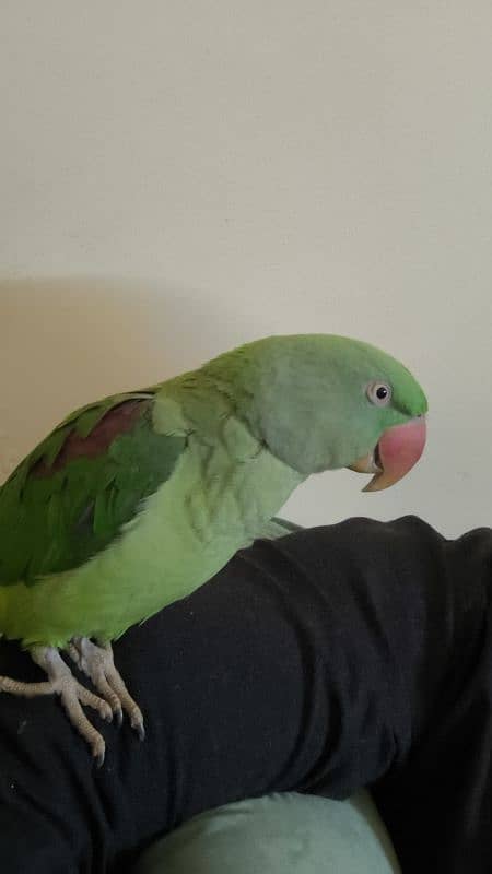 Raw talking parrot 0