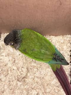 Green cheek conure