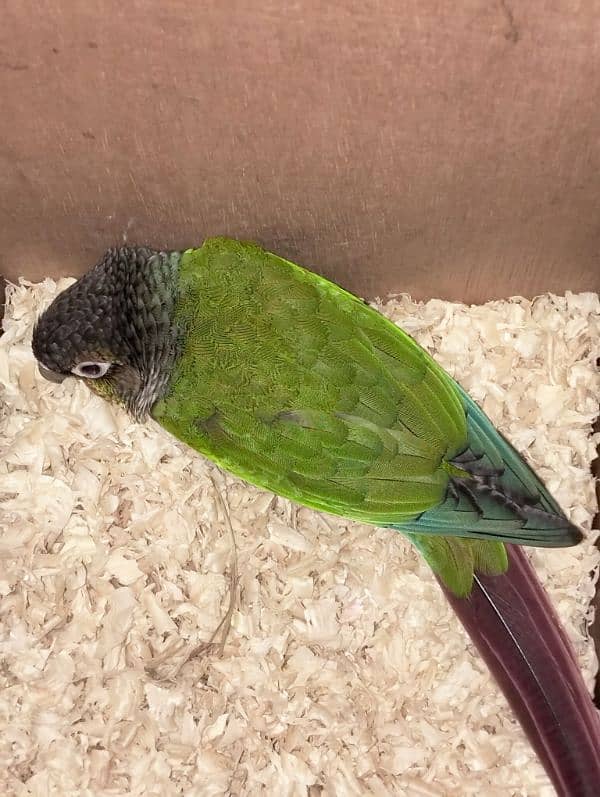 Green cheek conure 0