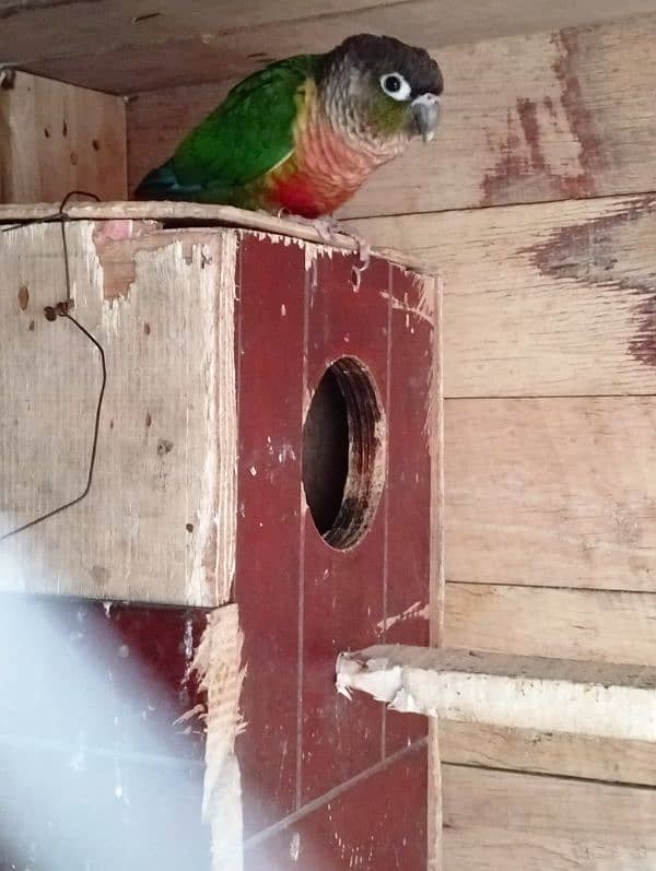 Green cheek conure 1