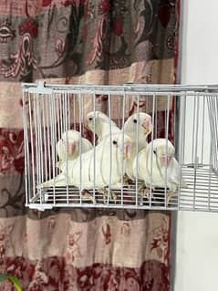 Albino red eyes & creaminos available