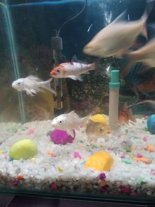 Fish Aquirium with 11 fishes, Heater, imported feed, Gravel, Net , 9