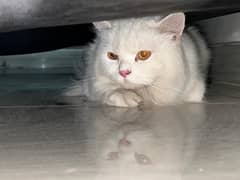 Triple layer Persian cat