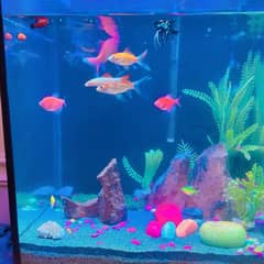 AQUARIUM FOR SALE WITH ALL THING INCLUDING FISH 1 MONTH USED ONLY