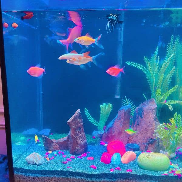 AQUARIUM FOR SALE WITH ALL THING INCLUDING FISH 1 MONTH-3-090940979 0