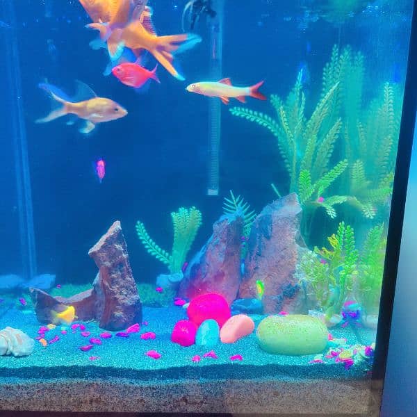 AQUARIUM FOR SALE WITH ALL THING INCLUDING FISH 1 MONTH-3-090940979 1