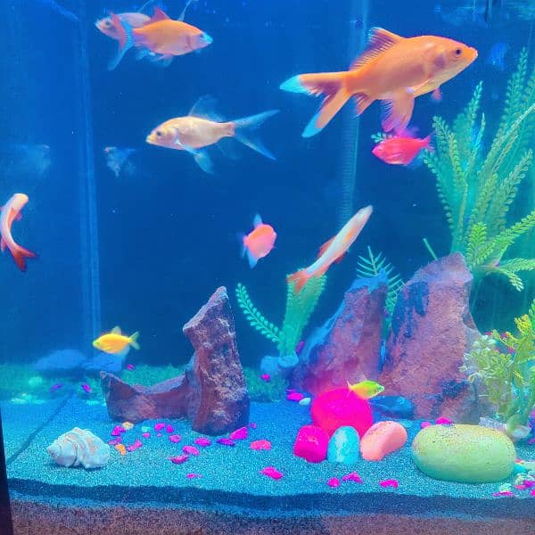 AQUARIUM FOR SALE WITH ALL THING INCLUDING FISH 1 MONTH-3-090940979 3