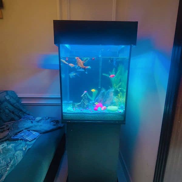 AQUARIUM FOR SALE WITH ALL THING INCLUDING FISH 1 MONTH-3-090940979 4