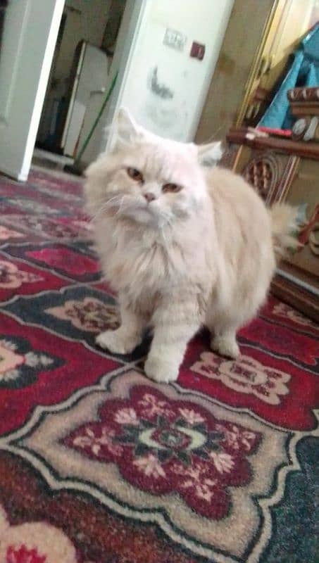 Persian triple coated beautiful male cat 0