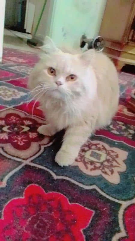 Persian triple coated beautiful male cat 2