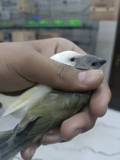 lady gouldien finch self chicks available 1 green 1 yellow